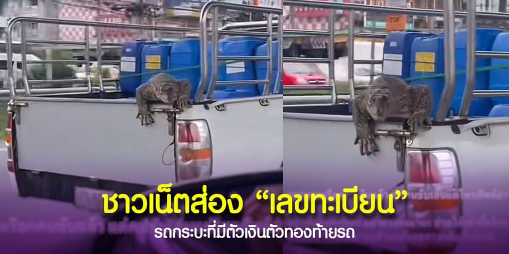 ตัวเงินตัวทองเกาะรถ