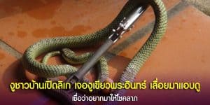 ชาวบ้านเปิดลิเกให้งูเขียวดู