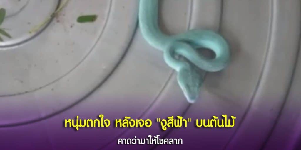 หนุ่มเจอ งูสีฟ้า
