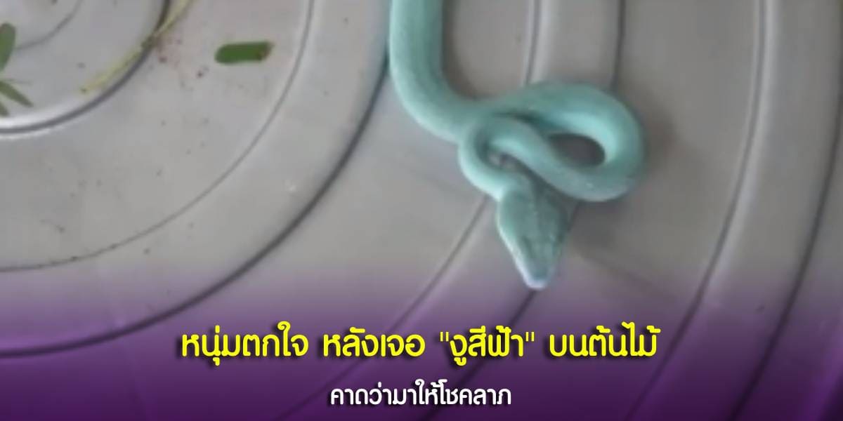หนุ่มเจอ งูสีฟ้า